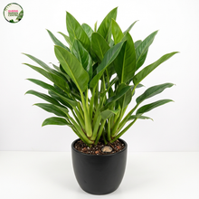 Load image into Gallery viewer, Philodendron Martianum (Fat Boy)
