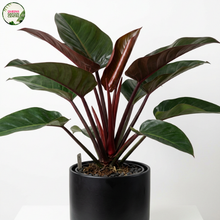 Load image into Gallery viewer, Philodendron Rojo Congo
