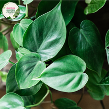 Load image into Gallery viewer, Alt text: Close-up photo of a Philodendron cordatum &#39;Heartleaf Totem Poles&#39; plant, highlighting its slender, vertical vines adorned with heart-shaped leaves. The tropical vine plant features lush, green foliage that gracefully cascades along the length of the totem pole. The photo captures the heart-shaped leaves and the overall beauty of the Philodendron cordatum &#39;Heartleaf Totem Poles&#39; variety.
