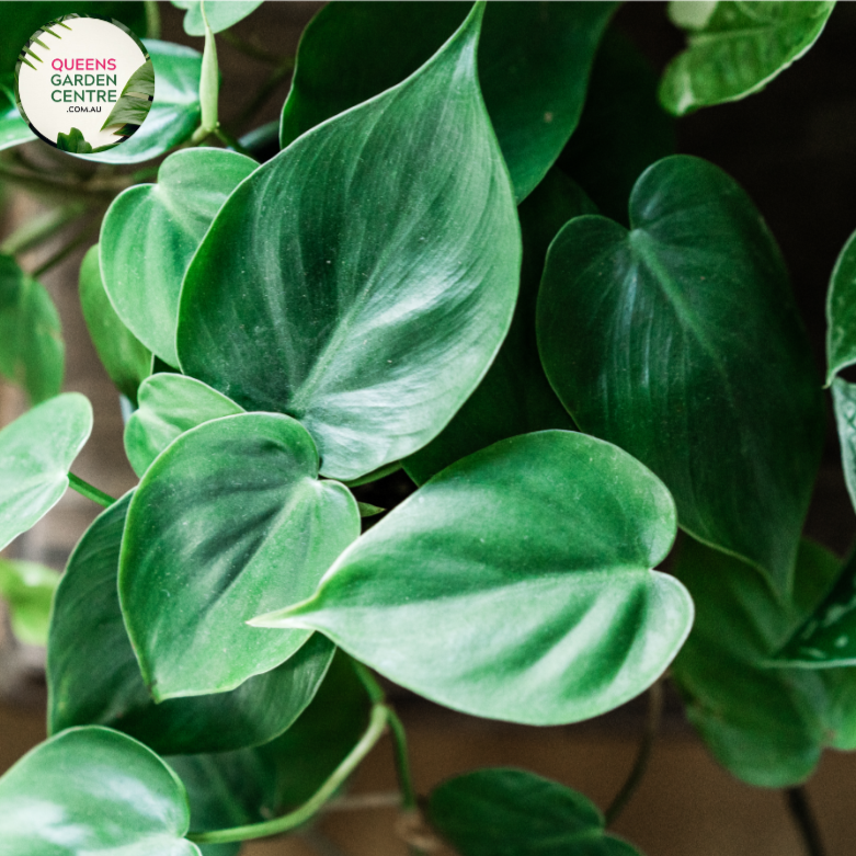 heartleaf philodendron totem pole Buy Philodendron Cordatum Heartleaf Totem Poles Online in Australia – Queens Garden Centre