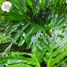 Load image into Gallery viewer, Alt text: Philodendron Selloum Compacta, a tropical houseplant, features glossy green leaves with deeply lobed edges, forming an attractive rosette shape. Its compact growth habit makes it ideal for indoor spaces, adding a touch of lush greenery and tropical charm to any room.
