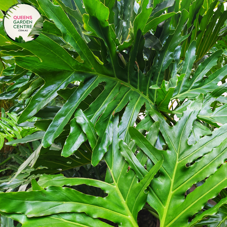 philodendron selloum compacta Buy Philodendron Selloum compacta Online in Australia – Queens Garden Centre