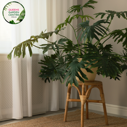 Alt text: Philodendron Selloum Compacta, a tropical houseplant, features glossy green leaves with deeply lobed edges, forming an attractive rosette shape. Its compact growth habit makes it ideal for indoor spaces, adding a touch of lush greenery and tropical charm to any room.