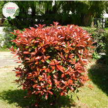 Load image into Gallery viewer, Alt text: Photinia fraseri &#39;Red Robin,&#39; an evergreen shrub appreciated for its glossy green leaves and vibrant red new growth. This popular landscaping plant adds color and visual interest to gardens and outdoor spaces. The &#39;Red Robin&#39; variety is known for its striking foliage contrast and is often used as a hedge or ornamental shrub.
