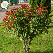 Load image into Gallery viewer, Alt text: Photinia fraseri &#39;Red Robin,&#39; an evergreen shrub appreciated for its glossy green leaves and vibrant red new growth. This popular landscaping plant adds color and visual interest to gardens and outdoor spaces. The &#39;Red Robin&#39; variety is known for its striking foliage contrast and is often used as a hedge or ornamental shrub.
