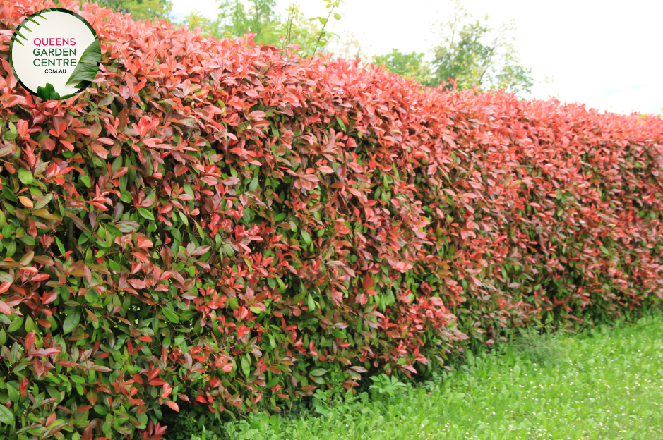 Alt text: Photinia fraseri 'Red Robin,' an evergreen shrub appreciated for its glossy green leaves and vibrant red new growth. This popular landscaping plant adds color and visual interest to gardens and outdoor spaces. The 'Red Robin' variety is known for its striking foliage contrast and is often used as a hedge or ornamental shrub.