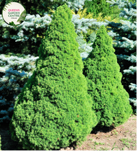 Load image into Gallery viewer, Close-up of Picea glauca &#39;Albertiana Conica&#39;: This image provides a detailed view of the Picea glauca &#39;Albertiana Conica&#39; plant. The close-up highlights the dense, conical shape of the plant, with its numerous small, scale-like needles covering the branches. The foliage appears silvery-blue in color, giving the plant a distinctive appearance.
