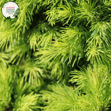 Load image into Gallery viewer, Close-up of Picea glauca &#39;Albertiana Conica&#39;: This image provides a detailed view of the Picea glauca &#39;Albertiana Conica&#39; plant. The close-up highlights the dense, conical shape of the plant, with its numerous small, scale-like needles covering the branches. The foliage appears silvery-blue in color, giving the plant a distinctive appearance.
