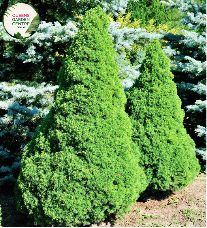 Close-up of Picea glauca 'Albertiana Conica': This image provides a detailed view of the Picea glauca 'Albertiana Conica' plant. The close-up highlights the dense, conical shape of the plant, with its numerous small, scale-like needles covering the branches. The foliage appears silvery-blue in color, giving the plant a distinctive appearance.