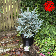 Load image into Gallery viewer, Picea Pungens Fat Albert Blue Spruce
