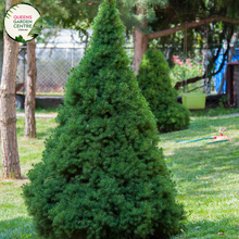 Load image into Gallery viewer, Close-up of Picea glauca &#39;Albertiana Conica&#39;: This image provides a detailed view of the Picea glauca &#39;Albertiana Conica&#39; plant. The close-up highlights the dense, conical shape of the plant, with its numerous small, scale-like needles covering the branches. The foliage appears silvery-blue in color, giving the plant a distinctive appearance.
