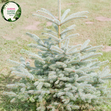 Load image into Gallery viewer, Close-up of a Picea pungens &#39;Fat Albert&#39; (Blue Spruce) plant. The image highlights dense clusters of short, stiff needles that are a striking silvery-blue color. Each needle is sharply pointed and radiates outward from the branch, creating a layered, spiky texture. The needles are attached to a sturdy, light brown branch, arranged in a spiral pattern that enhances the plant&#39;s full, compact form.
