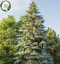 Load image into Gallery viewer, Close-up of a Picea pungens &#39;Fat Albert&#39; (Blue Spruce) plant. The image highlights dense clusters of short, stiff needles that are a striking silvery-blue color. Each needle is sharply pointed and radiates outward from the branch, creating a layered, spiky texture. The needles are attached to a sturdy, light brown branch, arranged in a spiral pattern that enhances the plant&#39;s full, compact form.
