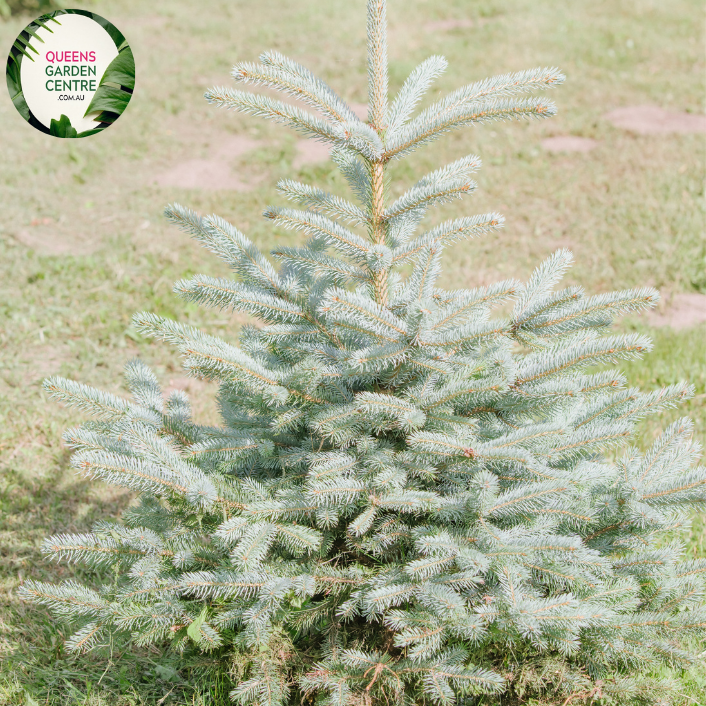 Close-up of a Picea pungens 'Fat Albert' (Blue Spruce) plant. The image highlights dense clusters of short, stiff needles that are a striking silvery-blue color. Each needle is sharply pointed and radiates outward from the branch, creating a layered, spiky texture. The needles are attached to a sturdy, light brown branch, arranged in a spiral pattern that enhances the plant's full, compact form.