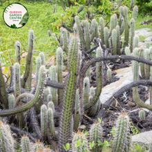 Load image into Gallery viewer, Alt text: Pilosocereus leucocephalus, also known as the woolly torch cactus, is a tall columnar cactus with white, woolly tufts covering its ribs. It features numerous spines and produces white flowers followed by small red fruits. This desert plant adds a unique and striking element to arid landscapes or indoor succulent collections.
