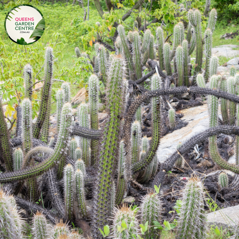 Alt text: Pilosocereus leucocephalus, also known as the woolly torch cactus, is a tall columnar cactus with white, woolly tufts covering its ribs. It features numerous spines and produces white flowers followed by small red fruits. This desert plant adds a unique and striking element to arid landscapes or indoor succulent collections.