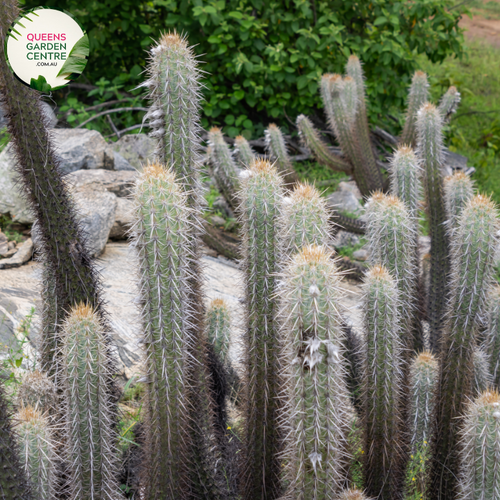 Alt text: Pilosocereus leucocephalus, also known as the woolly torch cactus, is a tall columnar cactus with white, woolly tufts covering its ribs. It features numerous spines and produces white flowers followed by small red fruits. This desert plant adds a unique and striking element to arid landscapes or indoor succulent collections.