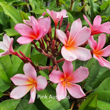 Load image into Gallery viewer, &quot;Close-up of Pink Australis Frangipani: Vibrant pink petals with a hint of coral, adorned with darker pink veins radiating from the center. The petals showcase delicate ripples and folds, adding depth and texture to the flower&#39;s appearance. Each petal reflects light, creating a subtle sheen that enhances its beauty. This close-up captures the intricate details and vivid colors of the Pink Australis Frangipani, exuding warmth and charm.&quot;
