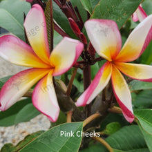 Load image into Gallery viewer, Close-up of Pink Cheeks Frangipani: Delicate pink blooms with soft, blush-colored petals arranged in layers around a sunny yellow center. Each petal showcases subtle veins and a slightly ruffled texture, adding to its allure. The center boasts a cluster of golden stamens, creating a striking contrast against the pastel pink petals. This close-up reveals the intricate beauty and gentle elegance of the Pink Cheeks Frangipani, evoking a sense of tranquility and grace.
