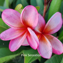 Load image into Gallery viewer, Close-up of Pink Sensation Frangipani: Vibrant pink blossoms with velvety petals arranged in a spiral pattern around a golden-yellow center. Each petal showcases delicate veins and a slightly wavy texture, adding depth to its appearance. The center is adorned with a cluster of yellow stamens, creating a captivating focal point. This close-up highlights the exquisite beauty and captivating charm of the Pink Sensation Frangipani, evoking a sense of joy and elegance.
