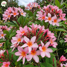 Load image into Gallery viewer, Pink Australis Frangipani
