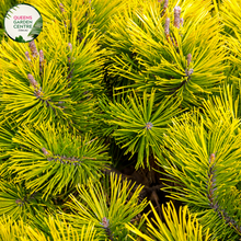 Load image into Gallery viewer, Alt text: Pinus mugo, also known as Dwarf Mountain Pine, is a compact evergreen shrub with dense, dark green needles. This low-growing conifer features a bushy habit and produces small, brown cones. It is commonly used in rock gardens, borders, and as a ground cover, adding texture and structure to the landscape.
