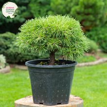 Load image into Gallery viewer, Alt text: Pinus mugo, also known as Dwarf Mountain Pine, is a compact evergreen shrub with dense, dark green needles. This low-growing conifer features a bushy habit and produces small, brown cones. It is commonly used in rock gardens, borders, and as a ground cover, adding texture and structure to the landscape.
