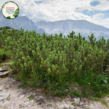 Load image into Gallery viewer, Alt text: Pinus mugo, also known as Dwarf Mountain Pine, is a compact evergreen shrub with dense, dark green needles. This low-growing conifer features a bushy habit and produces small, brown cones. It is commonly used in rock gardens, borders, and as a ground cover, adding texture and structure to the landscape.
