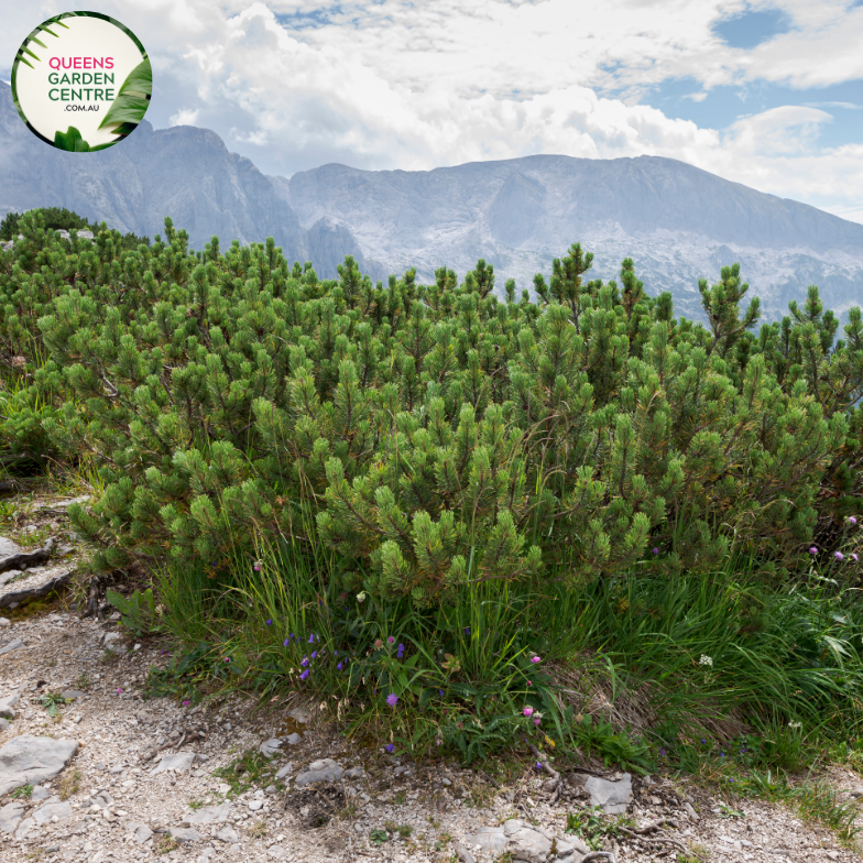 Alt text: Pinus mugo, also known as Dwarf Mountain Pine, is a compact evergreen shrub with dense, dark green needles. This low-growing conifer features a bushy habit and produces small, brown cones. It is commonly used in rock gardens, borders, and as a ground cover, adding texture and structure to the landscape.