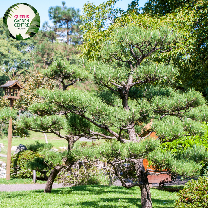 Close-up of a Pinus thunbergii 'Yatsabusa' (Cloud Pruned Japanese Black Pine) plant. The image highlights the meticulously pruned branches, forming cloud-like clusters of dense, dark green needles. Each cluster consists of slender, pointed needles that grow in pairs, creating a soft, textured appearance. The needles are a rich, deep green with a slight sheen.