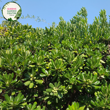 Load image into Gallery viewer, &quot;A close-up view of the Pittosporum &#39;Miss Muffet&#39; plant, featuring its compact and ornamental characteristics. The evergreen shrub displays small, rounded leaves with a glossy texture and variegated coloring, creating a visually appealing foliage. &#39;Miss Muffet&#39; is a cultivar of Pittosporum, known for its low, mounding growth habit. The variegated leaves add a touch of interest to the landscape, and the plant&#39;s overall form makes it an attractive addition to garden landscapes. 
