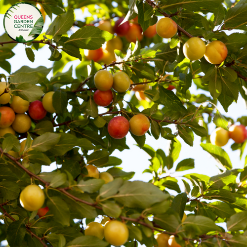 Alt text: Prunus salicina 'Luisa,' a Plum tree in bloom, showcasing delicate white flowers. This deciduous tree is celebrated for both its ornamental beauty and the promise of delicious Luisa plums. A charming addition to orchards and gardens, combining visual allure with the joy of a fruitful harvest.