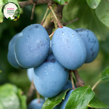 Load image into Gallery viewer, Close-up of a Plum (Prunus domestica &#39;Sugar Plum&#39;) plant. The image showcases a cluster of ripe sugar plums with smooth, glossy, deep purple skins. Each plum has a slightly waxy coating, giving it a subtle, frosted appearance. The fruits are round to oval-shaped and display a slight indentation where the stem attaches.
