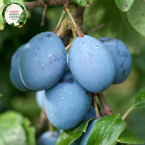 Close-up of a Plum (Prunus domestica 'Sugar Plum') plant. The image showcases a cluster of ripe sugar plums with smooth, glossy, deep purple skins. Each plum has a slightly waxy coating, giving it a subtle, frosted appearance. The fruits are round to oval-shaped and display a slight indentation where the stem attaches.