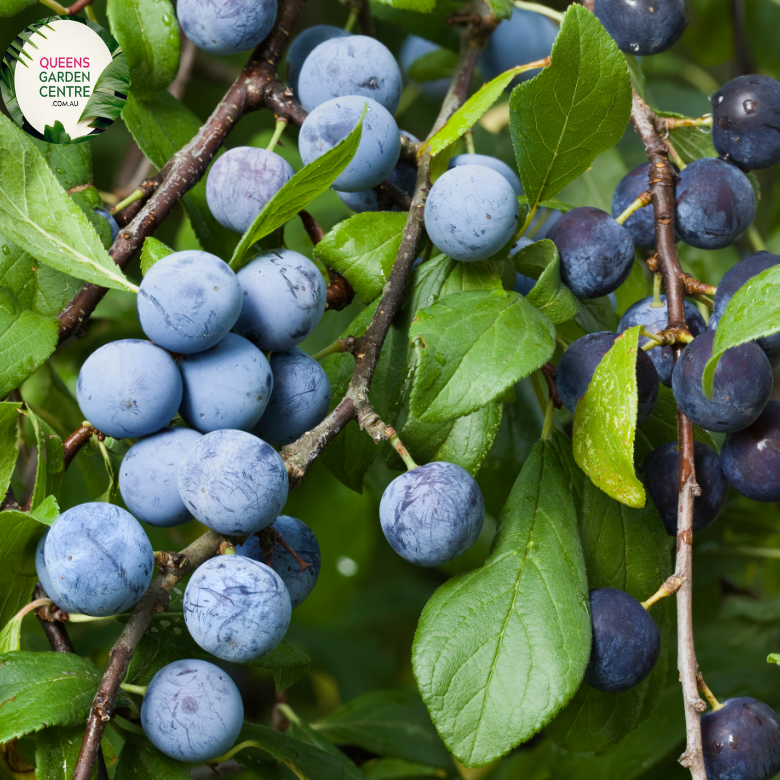 Buy Plum - Sugar Plum Prunus Domestica Online in Australia