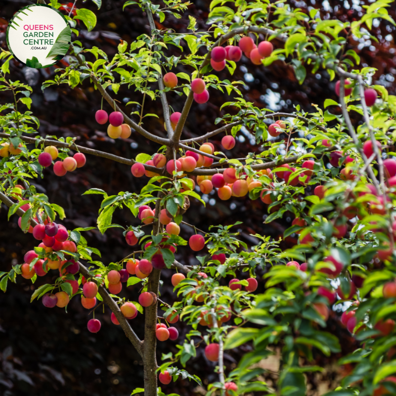 Buy Plum / Cherry Hybrid Prunus Little Chum Online in Australia ...