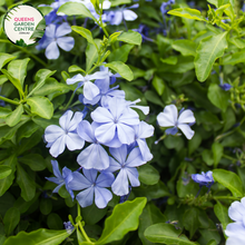 Load image into Gallery viewer, Close-up of Plumbago auriculata Royal Cape (syn. capensis) plant: This image provides a detailed view of the Plumbago auriculata Royal Cape plant. The focus is on the vibrant, tubular flowers arranged in clusters at the tip of each ste
