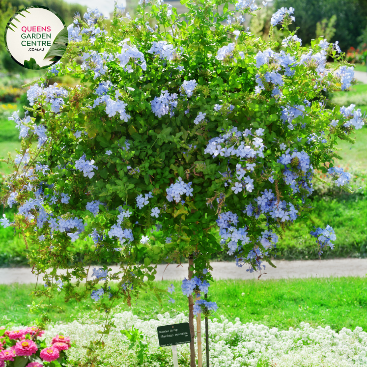 Close-up of Plumbago auriculata Royal Cape (syn. capensis) plant: This image provides a detailed view of the Plumbago auriculata Royal Cape plant. The focus is on the vibrant, tubular flowers arranged in clusters at the tip of each ste