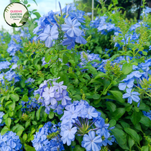 Load image into Gallery viewer, Close-up of Plumbago auriculata Royal Cape (syn. capensis) plant: This image provides a detailed view of the Plumbago auriculata Royal Cape plant. The focus is on the vibrant, tubular flowers arranged in clusters at the tip of each ste
