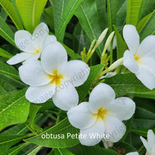 Load image into Gallery viewer, &quot;Close-up of Petite Pink Frangipani: Delicate, pastel pink petals with subtle variations in shade, forming a captivating gradient from the edges to the center. Each petal displays gentle ripples and curves, accentuating its graceful appearance. The soft, velvety texture of the petals adds to the allure of this exquisite flower. This close-up highlights the intricate details and beauty of the Petite Pink Frangipani, evoking a sense of tranquility and elegance.&quot;
