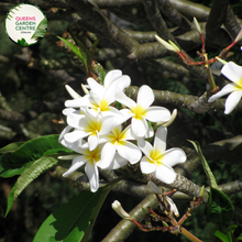 Load image into Gallery viewer, Alt text: Plumeria rubra &#39;Snow Queen&#39;, also known as Frangipani, showcases pristine white flowers against glossy green foliage. This tropical plant adds elegance and beauty to gardens with its fragrant blooms and lush appearance.
