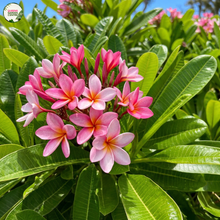 Load image into Gallery viewer, Plumeria Acuta Pink Sensation Frangipani
