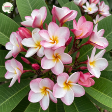 Load image into Gallery viewer, "Close-up of Plumeria Lulu Frangipani: Delicate, creamy white petals with soft pink accents form a cluster, creating a visually captivating flower. The petals exhibit a gentle curve, and their velvety texture adds depth to the bloom. This close-up showcases the elegant beauty of the Plumeria Lulu Frangipani, highlighting its intricate details and subtle color variations."
