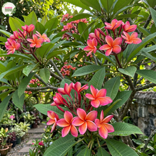 Load image into Gallery viewer, Pink and orange plumeria flowers blooming on a green leafy plant in a garden setting, with a Garden Exotics logo in the top left corner.
