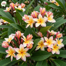 Load image into Gallery viewer, Plumeria Rubra Thai Beauty Frangipani

