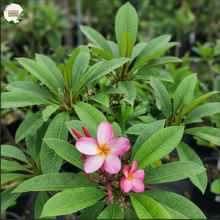Load image into Gallery viewer, Plumeria Rubra Thomlinsons Pink Frangipani
