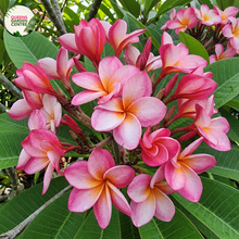 Load image into Gallery viewer, "Close-up of Candy O Frangipani: Delicate pink and yellow hues blend gracefully on the petals, forming a captivating floral pattern. The intricate details of the flower, including its subtle gradients and soft textures, are highlighted in this up-close view, radiating a sense of beauty and charm."
