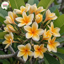 Load image into Gallery viewer, "Close-up of Darwin Yellow Frangipani: Bright yellow petals with hints of orange and pink near the center create a striking contrast against the lush green foliage. The intricate details of each petal are visible, showcasing the delicate veins and smooth texture. This close-up view highlights the radiant beauty of the Darwin Yellow Frangipani flower."
