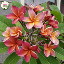 Load image into Gallery viewer, "Close-up of George Brown Frangipani: A mesmerizing blend of deep orange and fiery red hues adorns the velvety petals of the flower. The intricate details of the flower's center, with its contrasting yellow stamen, are captured in exquisite detail. This close-up shot showcases the vibrant colors and captivating beauty of the George Brown Frangipani plant."
