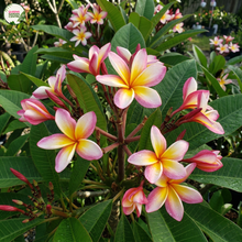 Load image into Gallery viewer, Plumeria rubra Pink Cheeks Frangipani
